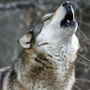 Meet your Posher, Destiny